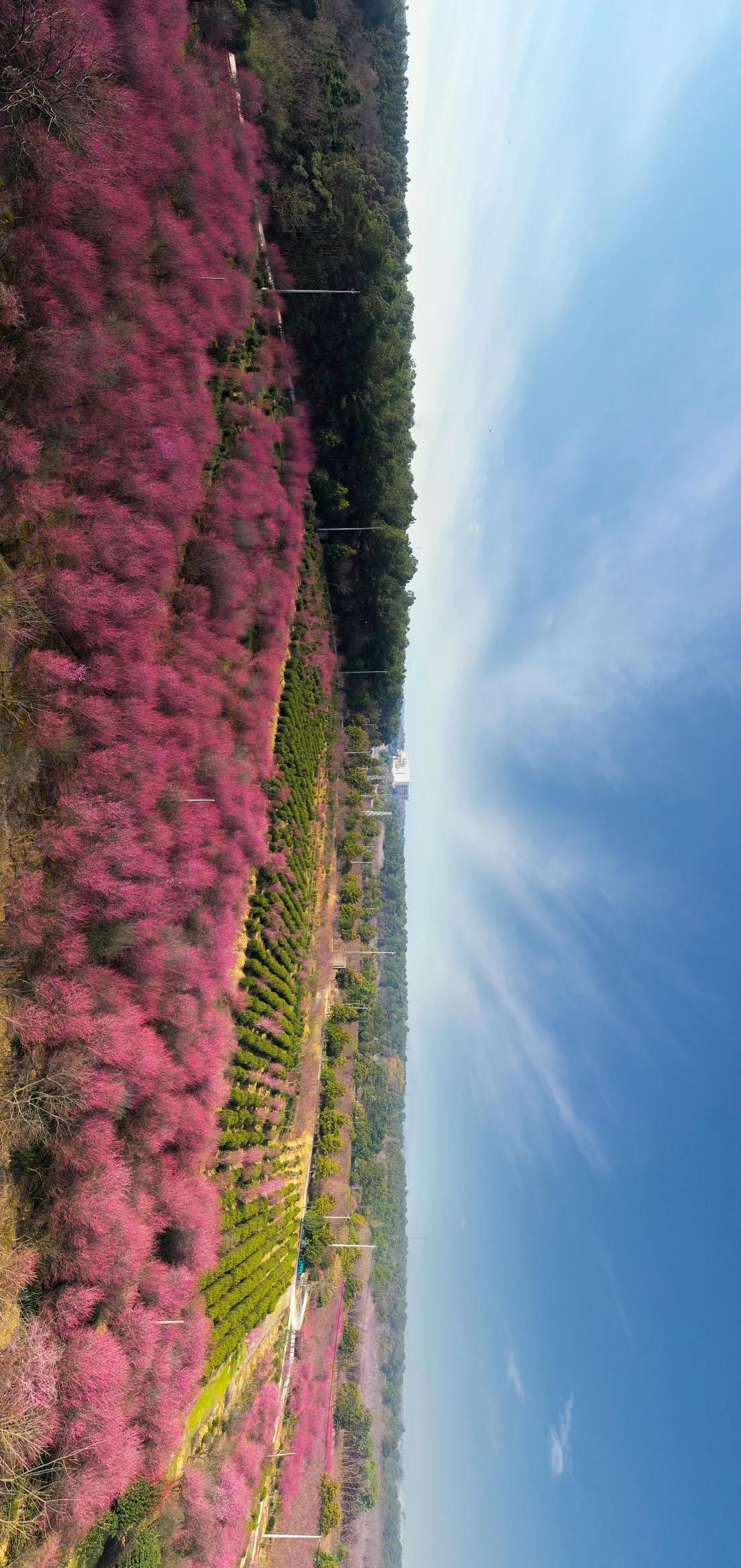 高淳县傅家坛林场绿色发展蓝图及未来展望，规划与发展策略